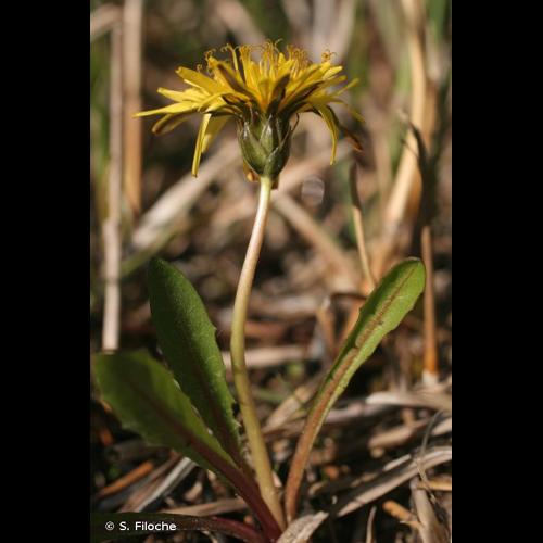 <i>Taraxacum palustre</i> (Lyons) Symons, 1798 &copy; S. Filoche