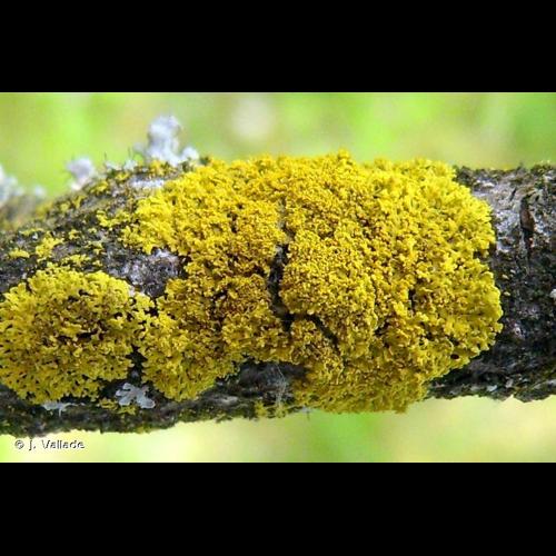 <i>Candelaria concolor</i> (Dicks.) Arnold, 1879 © J. Vallade