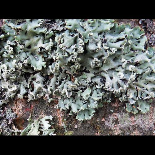 <i>Hypogymnia physodes</i> (L.) Nyl., 1896 © J. Vallade