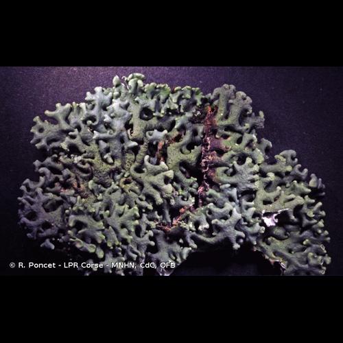 <i>Hypogymnia tubulosa</i> (Schaer.) Hav., 1918 © R. Poncet - LPR Corse - MNHN, CdC, OFB