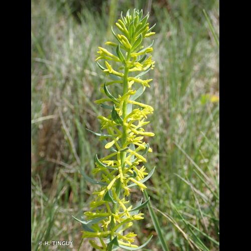 <i>Thymelaea sanamunda</i> All., 1785 © H. TINGUY