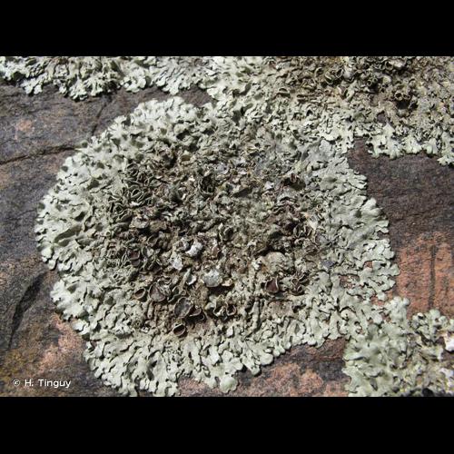<i>Xanthoparmelia conspersa</i> (Ehrh. ex Ach.) Hale, 1974 © H. Tinguy