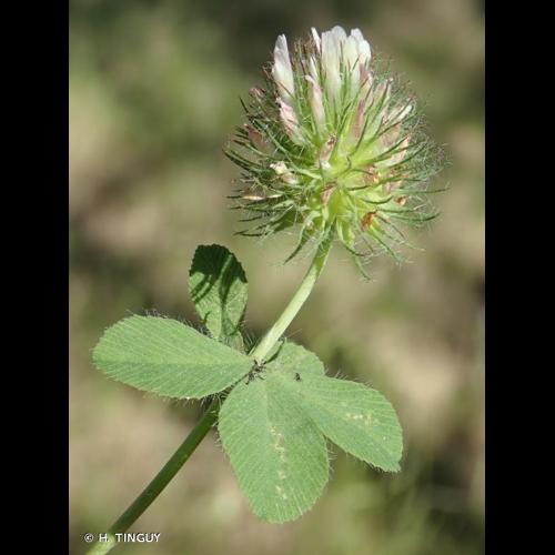 <i>Trifolium lappaceum</i> L., 1753 &copy; H. TINGUY