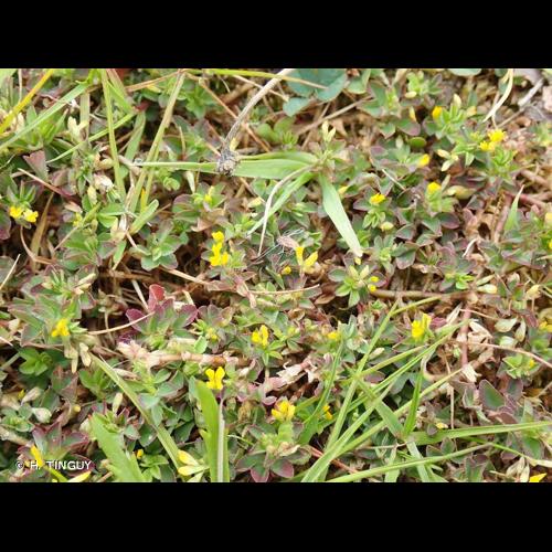 <i>Trifolium micranthum</i> Viv., 1824 © H. TINGUY