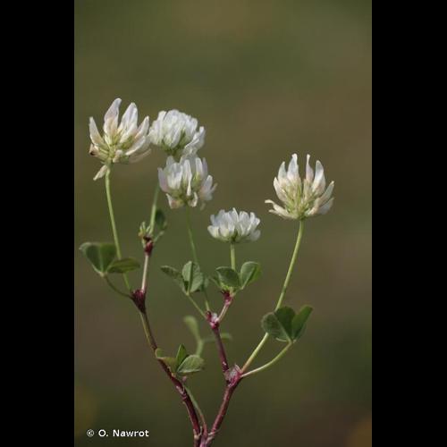 <i>Trifolium nigrescens</i> Viv., 1808 &copy; O. Nawrot