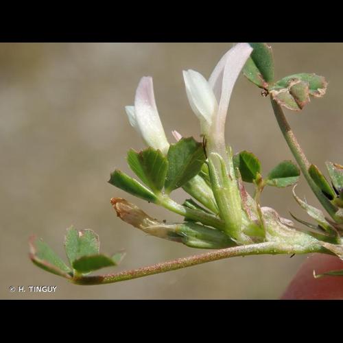 <i>Trifolium ornithopodioides</i> L., 1753 © H. TINGUY