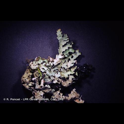<i>Parmelia saxatilis</i> (L.) Ach., 1803 © R. Poncet - LPR Corse - MNHN, CdC, OFB