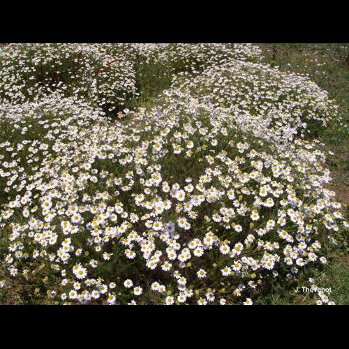<i>Tripleurospermum maritimum</i> (L.) W.D.J.Koch, 1847 © J. Thévenot