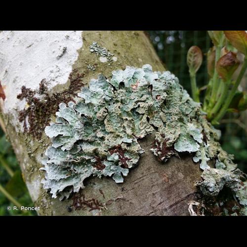 <i>Parmelia sulcata</i> Taylor, 1836 © R. Poncet
