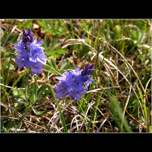<i>Veronica austriaca</i> L., 1759 &copy; NULL