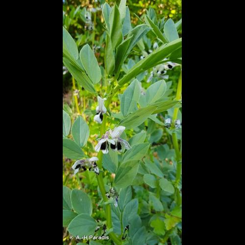 <i>Vicia faba</i> L., 1753 © A.-H Paradis