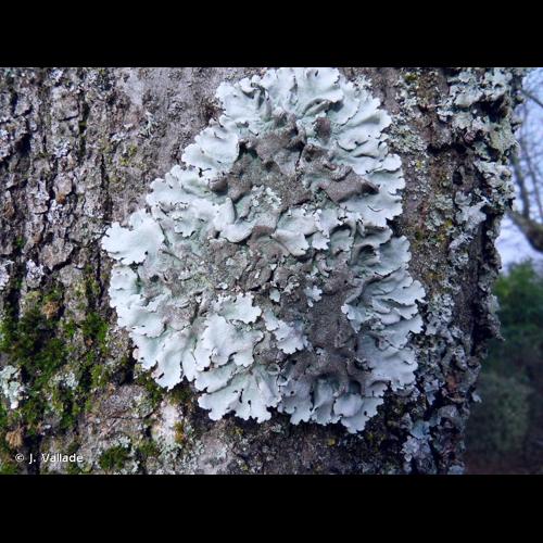 <i>Parmelina tiliacea</i> (Hoffm.) Hale, 1974 &copy; J. Vallade
