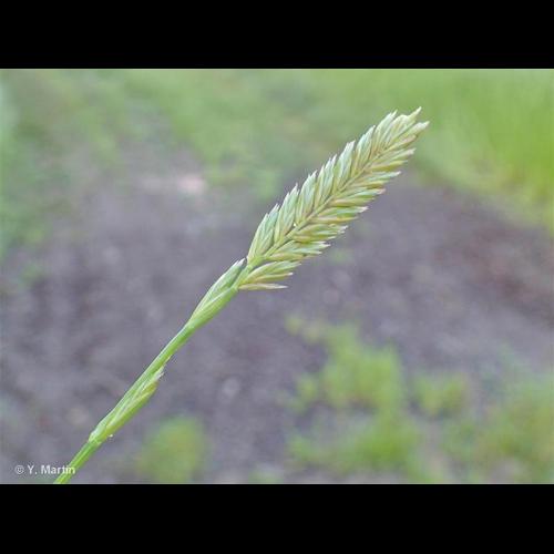 <i>x Schedolium loliaceum</i> (Huds.) Holub, 1998 © NULL