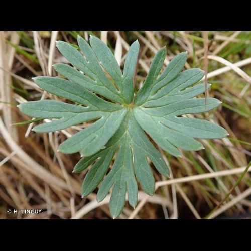 <i>Aconitum napellus </i>subsp.<i> lusitanicum</i> Rouy, 1884 © H. TINGUY