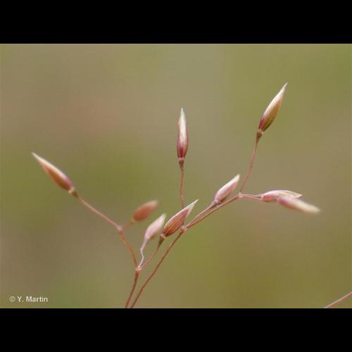 <i>Agrostis capillaris </i>L., 1753 var.<i> capillaris</i> © NULL