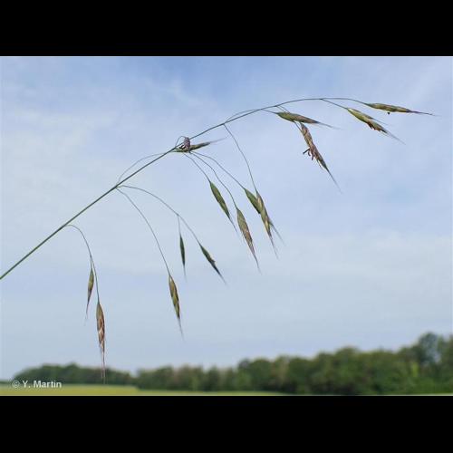 <i>Bromus arvensis </i>L., 1753 subsp.<i> arvensis</i> © NULL