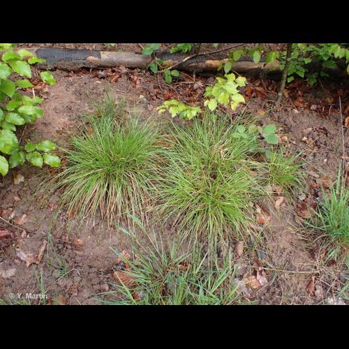 <i>Carex pilulifera </i>L., 1753 subsp.<i> pilulifera</i> &copy; NULL