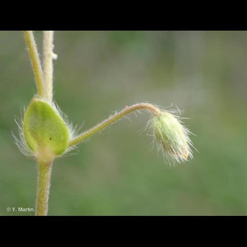 <i>Cerastium brachypetalum </i>Pers., 1805 subsp.<i> brachypetalum</i> © NULL