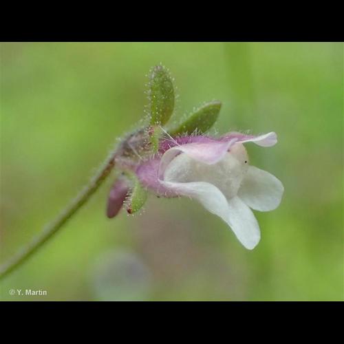 <i>Chaenorhinum minus </i>(L.) Lange, 1870 subsp.<i> minus</i> &copy; NULL