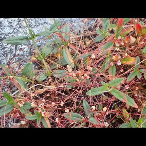 <i>Cuscuta epithymum </i>(L.) L., 1774 subsp.<i> epithymum</i> © NULL