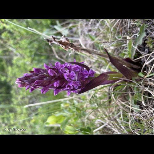 <i>Dactylorhiza incarnata </i>subsp.<i> cruenta</i> (O.F.Müll.) P.D.Sell, 1967 © O. Escuder