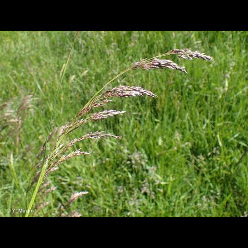 <i>Deschampsia cespitosa </i>(L.) P.Beauv., 1812 subsp.<i> cespitosa</i> © NULL