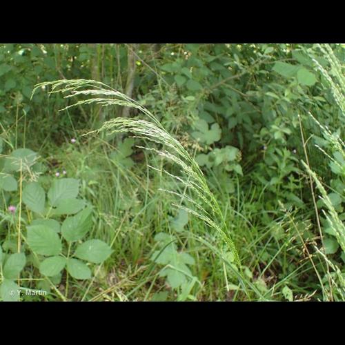 <i>Deschampsia cespitosa </i>subsp.<i> parviflora</i> (Thuill.) Dumort., 1824 &copy; NULL