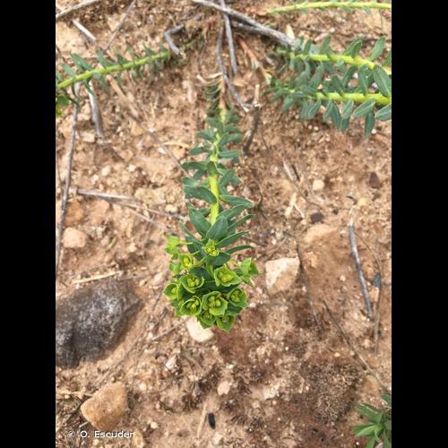 <i>Euphorbia seguieriana </i>Neck., 1770 subsp.<i> seguieriana</i> © O. Escuder