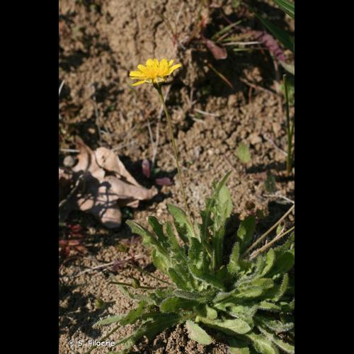 <i>Leontodon hispidus </i>L., 1753 subsp.<i> hispidus</i> &copy; S. Filoche