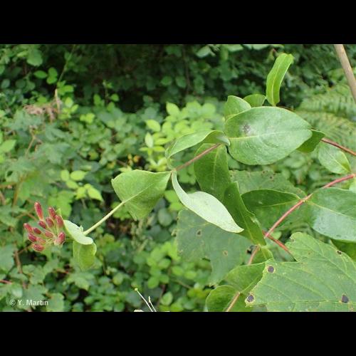 <i>Lonicera periclymenum </i>L., 1753 subsp.<i> periclymenum</i> © NULL