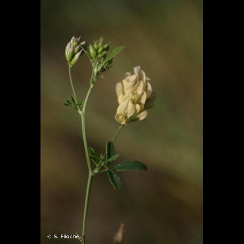 <i>Medicago sativa </i>nothosubsp.<i> media</i> (Pers.) Schübl. & G.Martens, 1834 © S. Filoche