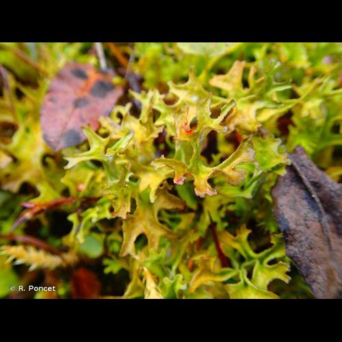 <i>Cetraria islandica</i> (L.) Ach., 1803 © R. Poncet