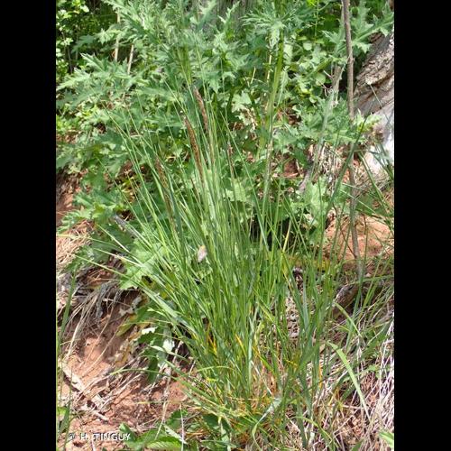 <i>Melica ciliata </i>subsp.<i> transsilvanica</i> (Schur) Husn., 1898 © H. TINGUY