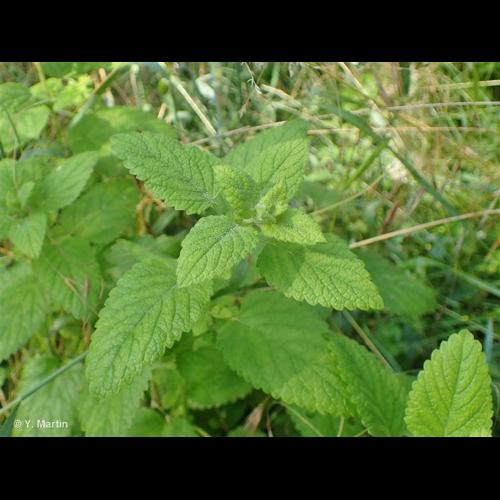<i>Melissa officinalis </i>L., 1753 subsp.<i> officinalis</i> © NULL