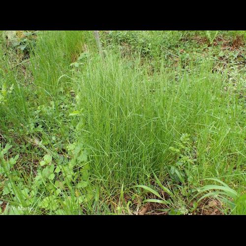 <i>Poa nemoralis </i>L., 1753 subsp.<i> nemoralis</i> © NULL