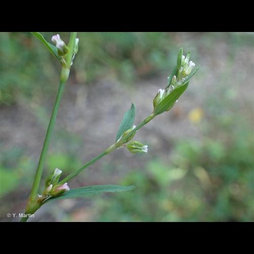 <i>Polygonum aviculare </i>L., 1753 subsp.<i> aviculare</i> © NULL