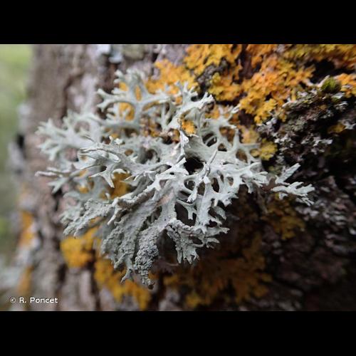 <i>Evernia prunastri</i> (L.) Ach., 1810 © R. Poncet