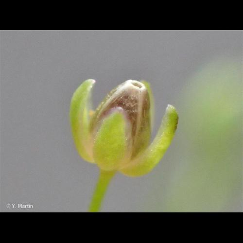 <i>Sagina apetala </i>Ard., 1763 subsp.<i> apetala</i> © NULL