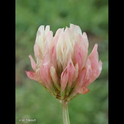 <i>Trifolium hybridum </i>L., 1753 var.<i> hybridum</i> © H. TINGUY