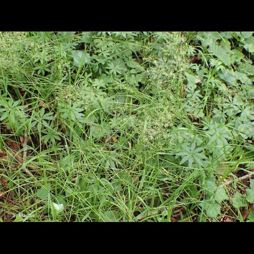 <i>Agrostis stolonifera </i>L., 1753 var.<i> stolonifera</i> © NULL
