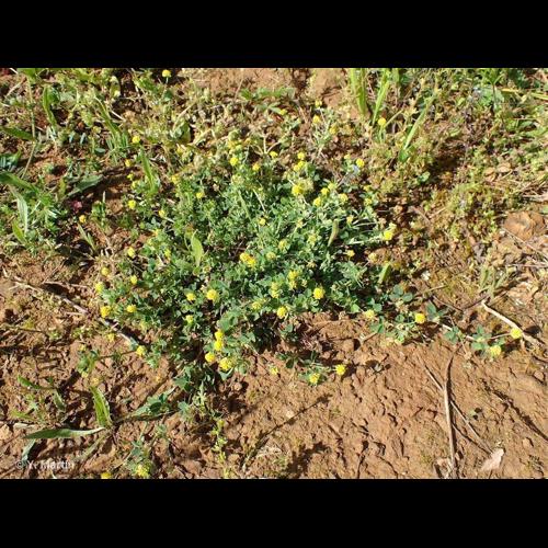 <i>Medicago lupulina </i>L., 1753 var.<i> lupulina</i> &copy; NULL