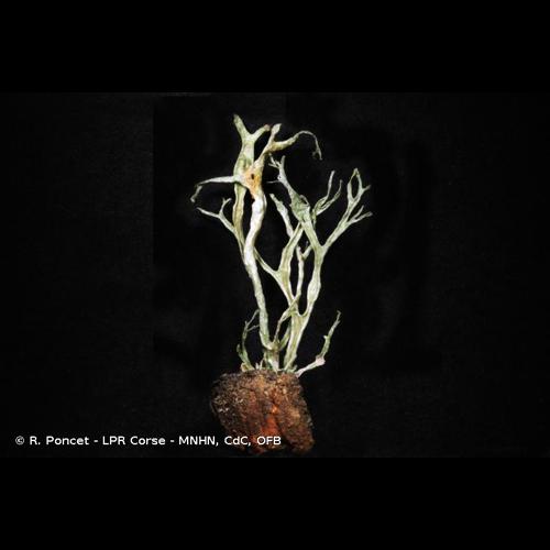 <i>Ramalina calicaris</i> (L.) Röhl., 1813 © R. Poncet - LPR Corse - MNHN, CdC, OFB
