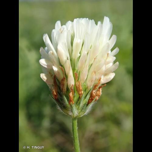 <i>Trifolium alexandrinum</i> L., 1755 © H. TINGUY
