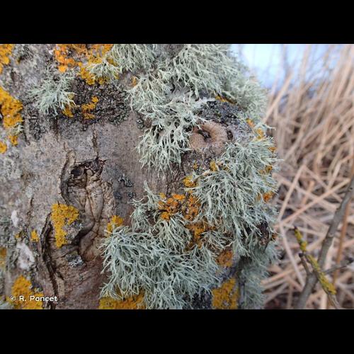 <i>Ramalina farinacea</i> (L.) Ach., 1810 © R. Poncet