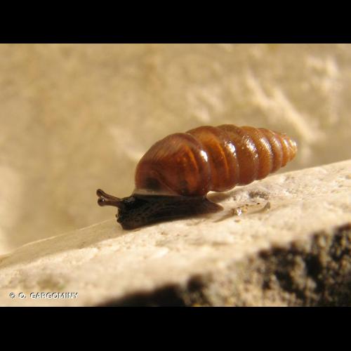 <i>Abida secale secale</i> (Draparnaud, 1801) © O. Gargominy