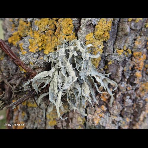 <i>Ramalina fraxinea</i> (L.) Ach., 1810 © R. Poncet