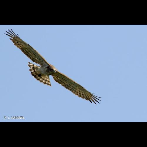<i>Circaetus gallicus</i> (Gmelin, 1788) © J. LAIGNEL
