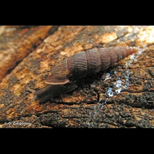 <i>Macrogastra ventricosa ventricosa</i> (Draparnaud, 1801) &copy; O. Gargominy