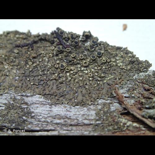 <i>Hyperphyscia adglutinata</i> (Flörke) H.Mayrhofer & Poelt, 1979 © R. Poncet