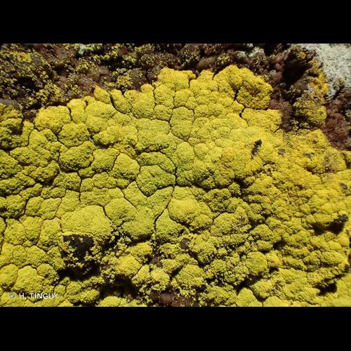 <i>Chrysothrix chlorina</i> (Ach.) J.R.Laundon, 1981 &copy; H. TINGUY